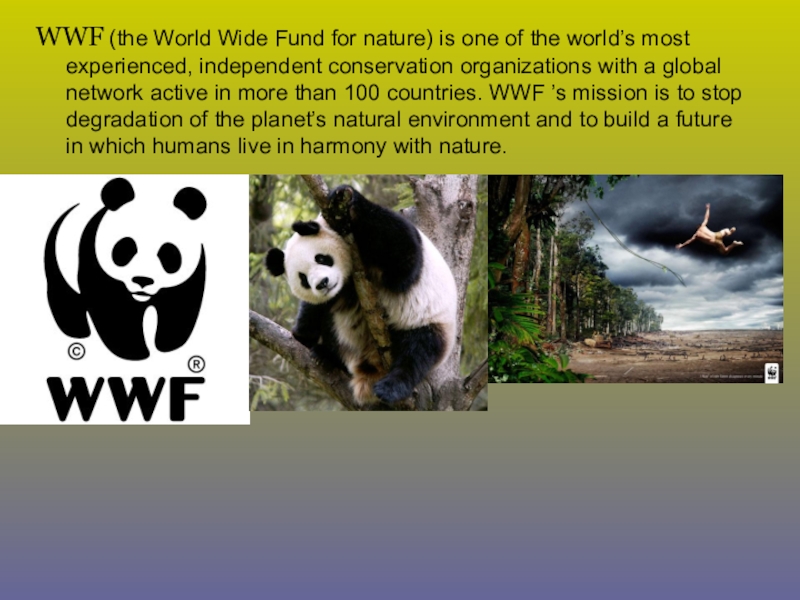 Wwf презентация на английском