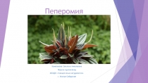 Презентация по окружающему миру Пеперомия
