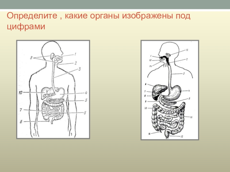 Система органов устанавливается. Определите какие системы органов изображены на рисунках?. Органы пищеварительной системы под цифрами. . Назовите системы органов, изображенные под цифрами на рисунке. Определите какой орган изображен на рисунке.