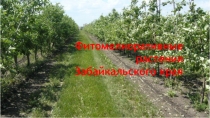 Фитомелиоративные растения Забайкальского края