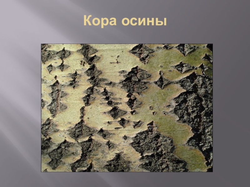 Кора осины картинки