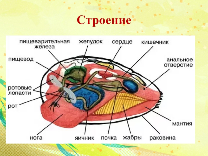 Органы моллюска на рисунке