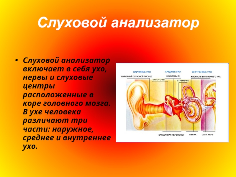 Слуховой анализатор. Слуховой анализатор включает в себя. Три части слухового анализатора. Элементы слухового анализатора.