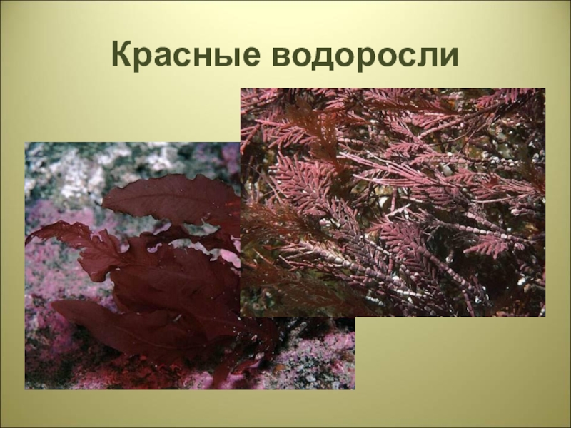 Красной водорослью является. Багрянки водоросли представители. Красные водоросли биология 7 класс. Отдел красные водоросли багрянки представители. Филлофора строение.