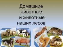 Презентация домашние животные и животные наших лесов