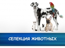 Презентация по биологии на тему Селекция животных (9 класс)
