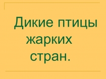 Презентация Дикие птицы жарких стран