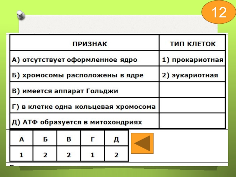 Оформленное ядро отсутствует в клетках. Ядро отсутствует в клетках. Оформление ядра отсутствует в клетках. Отсутствует оформленное ядро. В каких клетках отсутствует оформленное ядро.