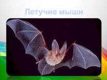 Презентация по биологии Летучая мышь(7 класс)