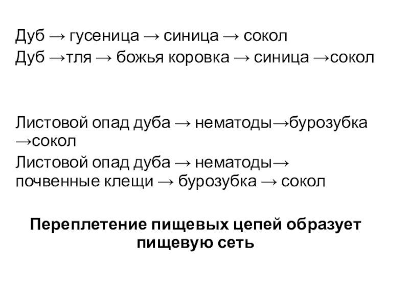 Дуб → гусеница → синица → соколДуб →тля → божья коровка → синица →соколЛистовой опад дуба →