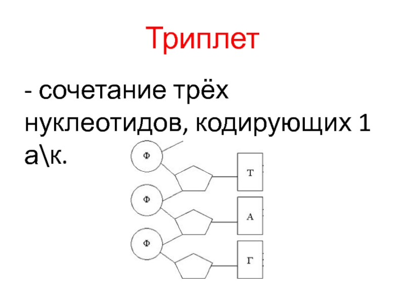 1 аминокислота 3 нуклеотида 1 триплет