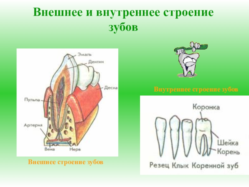 Тип строения зуба. Строение зубов. Строение зуба. Внешнее и внутреннее строение зуба. Внутреннее строение зуба.