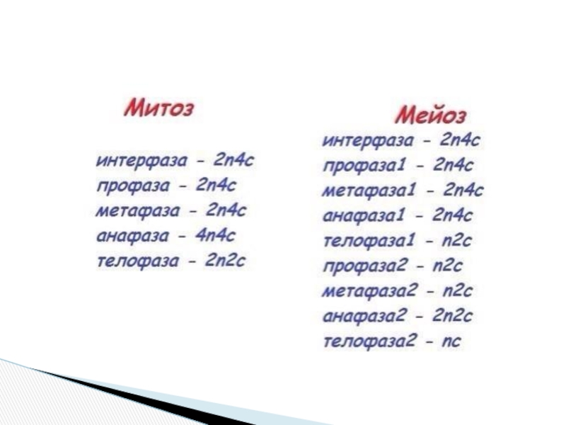 Какой процесс показан на рисунке митоз мейоз 2n4c