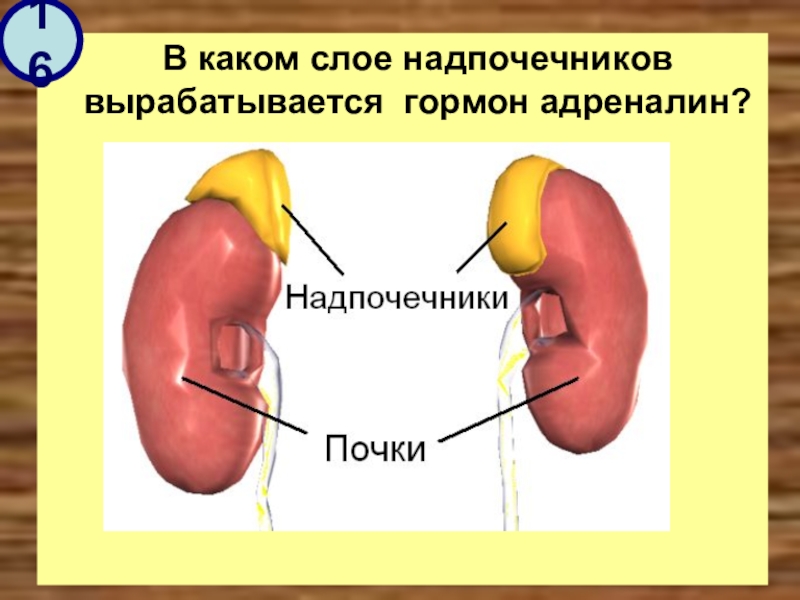 Какой гормон вырабатывает изображенная на рисунке железа