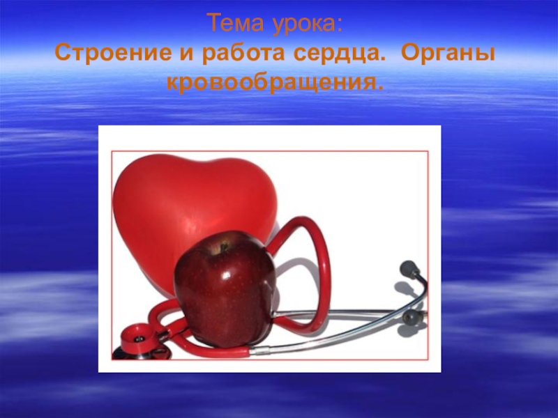 Органы кровообращения строение и работа. Фиксатор сердца на работающем сердце. Может усы показать работу сердца.