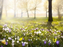 Презентация по русскому языку на тему Правописание ы/и после приставок