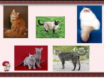 Презентация по развитию речи на тему Описание животного