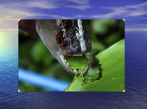 Конспект урока по биологии Разнообразие костных рыб