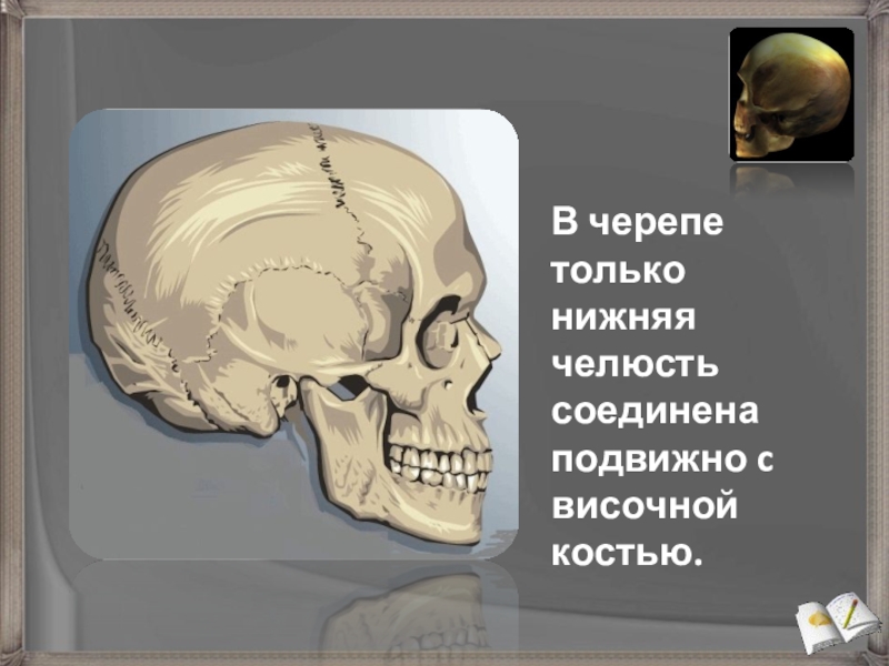 Нижняя челюсть с черепом подвижные. Кости черепа нижняя челюсть. Соединение челюсти с черепом. Нижняя черепная коробка.