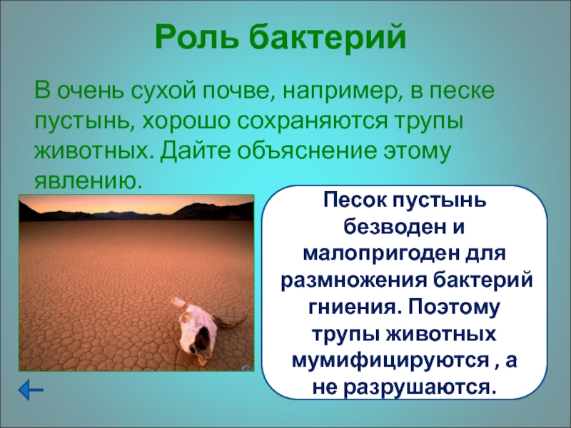 Роль бактерийВ очень сухой почве, например, в песке пустынь, хорошо сохраняются трупы животных. Дайте объяснение этому явлению.Песок