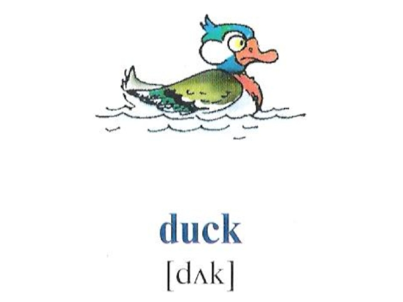 Слово duck. Утка по английскому. Карточка утка на английском. Английские утки. Утка транскрипция на английском.