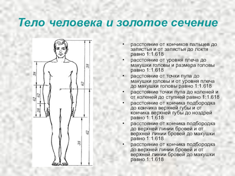 Длина туловища. Золотое сечение человека пропорции. Золотое сечение тело человека. Золотое сечение пропорция тела. Золотые пропорции тела человека.