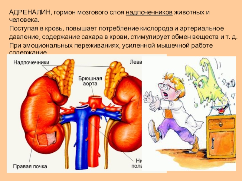 Определи рисунок на котором изображена железа вырабатывающая гормон адреналин