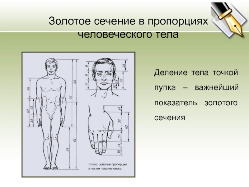 Загадочный мир пропорций проект по математике