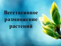 Презентация по биологии Вегетативное размножение растений (6 класс)