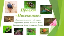 Проект Насекомые окружающий мир для 1 класса