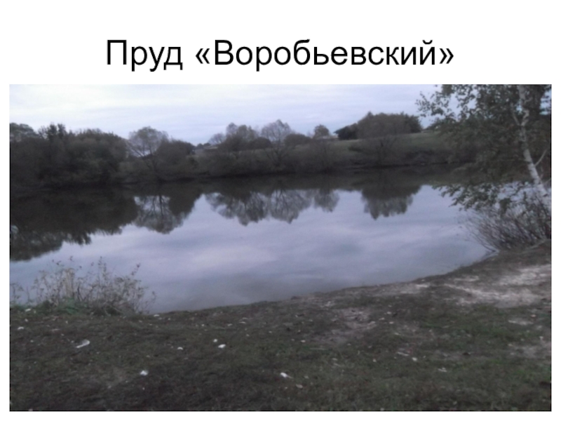 Воробьевский пруд москва фото