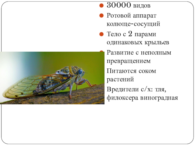 Равнокрылые насекомые презентация