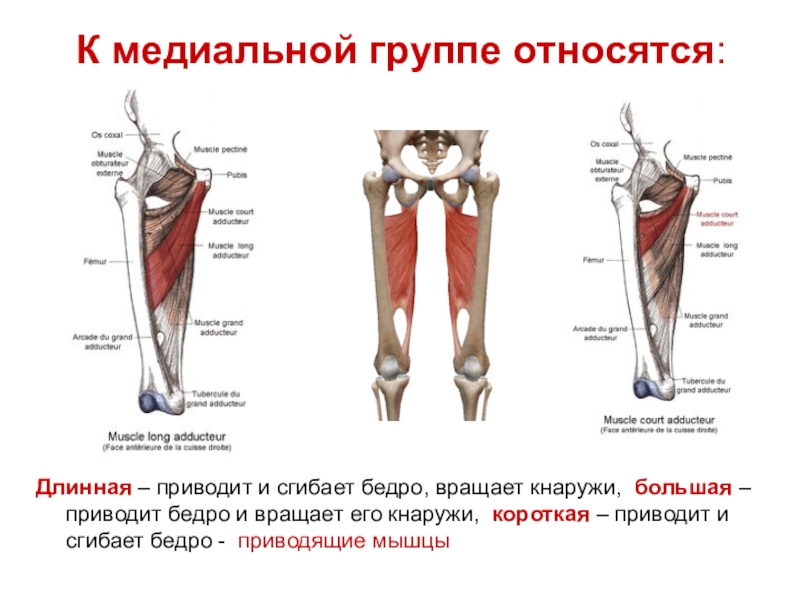 Мышцы вращающие бедро внутрь