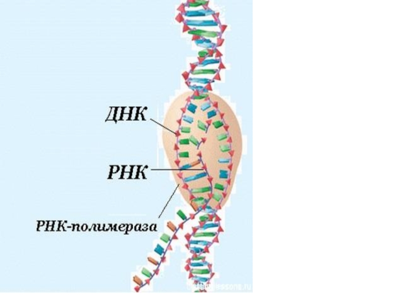 Днк рнк человека. Структуры ДНК РНК АТФ. Нуклеиновые кислоты ДНК И РНК. ДНК И РНК полимеразы. Нуклеиновые кислоты ДНК РНК АТФ.