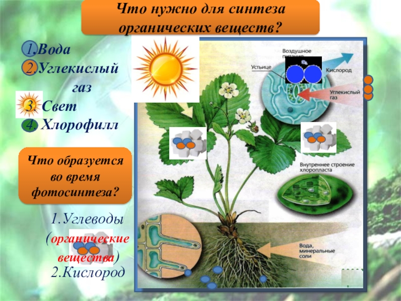 Для образования органических веществ растениям необходима энергия. Фотосинтез растений. Образование органических веществ в растении. Фотосинтез 6 класс. Хлорофилл в растениях для детей.