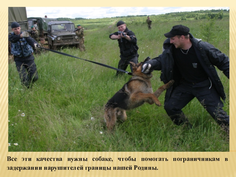 Граница ведение. Задержание нарушителя границы. Пограничные собаки задерживают нарушителя. Нарушитель государственной границы. Нарушитель пограничник.