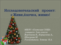 Презентация исследовательского проекта Живи, ёлочка, живи!