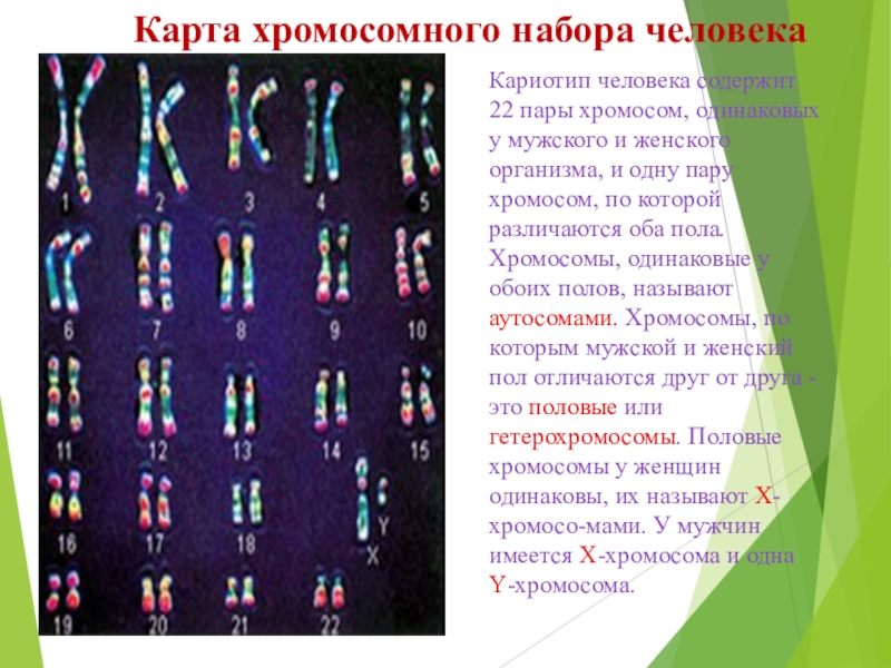 Назовите число хромосом. Кариотип ЕГЭ биология. Хромосомный набор человека. Кариотип человека хромосомы. Кариотип набор хромосом.