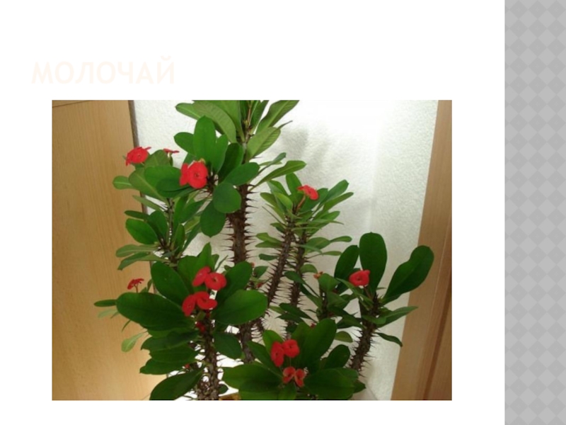 Комнатный колючий цветок с красными цветами фото и названия