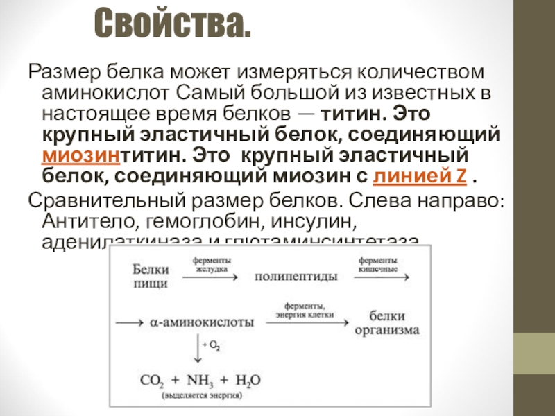 11 свойства. Размеры белков. Белки титин количество аминокислот. Электрические свойства белков. Формула белка титина.