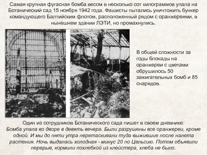 В общей сложности за годы блокады на оранжереи с цветами обрушилось 50 зажигательных бомб и 85 снарядов.Самая
