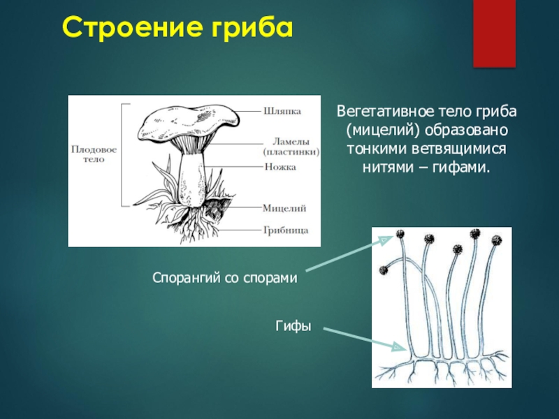 Строение гриба 5 класс биология рисунок