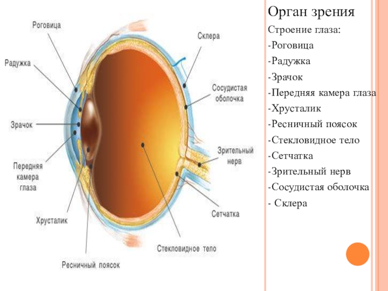 Роговица глаза что это такое картинка