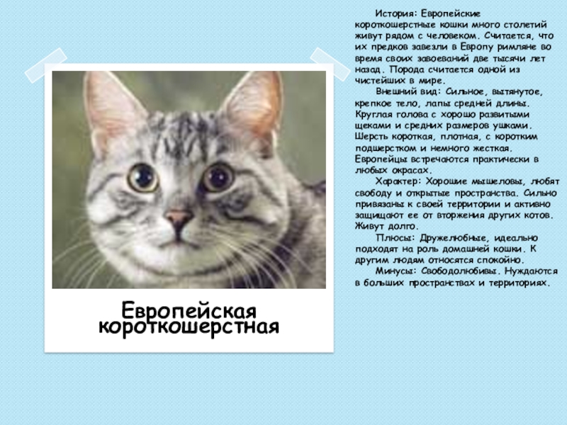 Европейская короткошерстная кошка фото описание