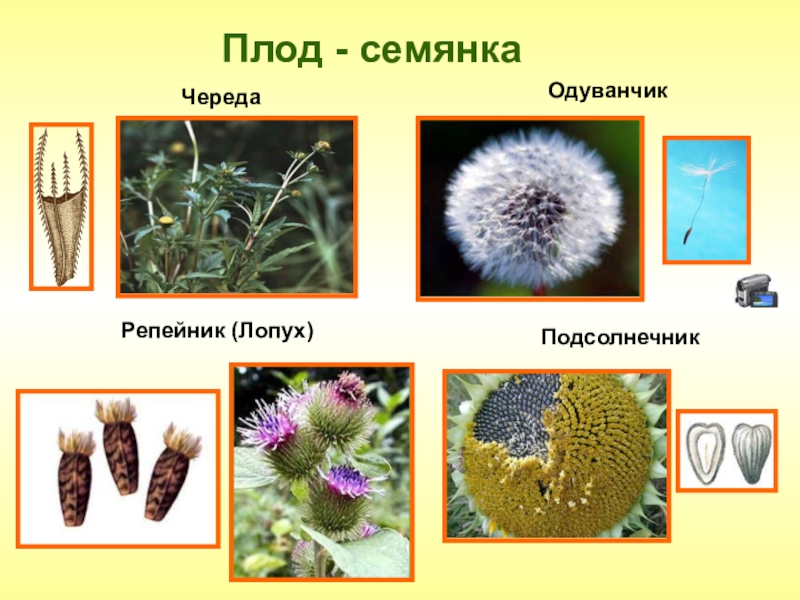 Презентация биология 6 класс сложноцветные