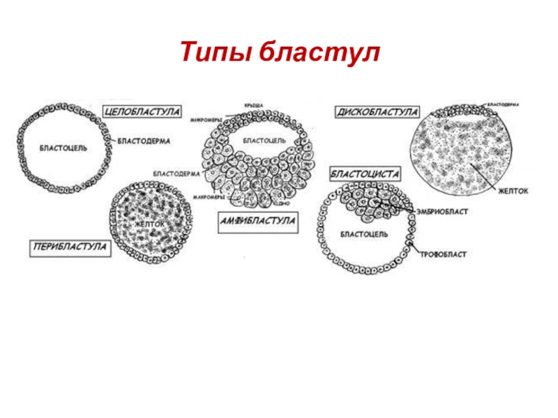 Бластула у амфибий