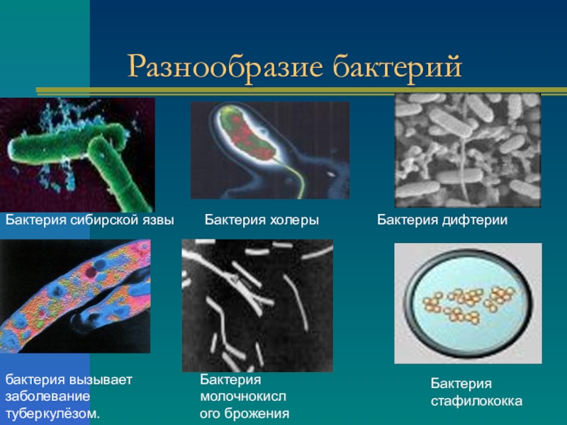 Проект по биологии 5 класс