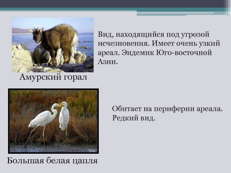 Виды находящиеся под угрозой. Животные находящиеся под угрозой вымирания. Животные которые находятся под угрозой исчезновения. Находящиеся под угрозой виды. Растения и животные под угрозой исчезновения.