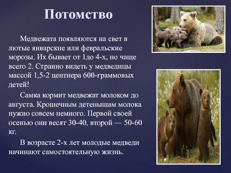 Какой тип развития для медведицы. Факты о буром медведе. Откуда появился медведь. Медведь символ России. Презентация бурый медведь Информатика 3 слайда.