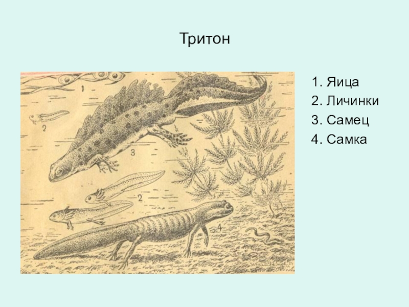 На рисунке изображено одно из проявлений жизнедеятельности самца и самки тритона какое свойство